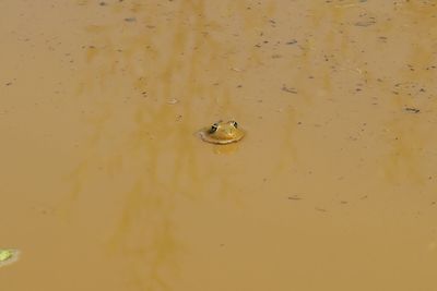 High angle view of a turtle in a water