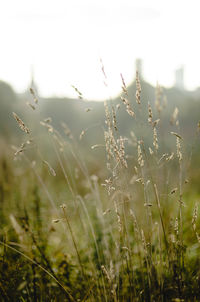 Close-up of stalks in field against sky