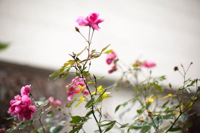 Close-up of pink flowers blooming on tree against sky