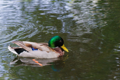 Close-up of mallard duck swimming in lake