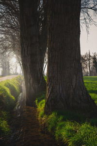 Trees in forest