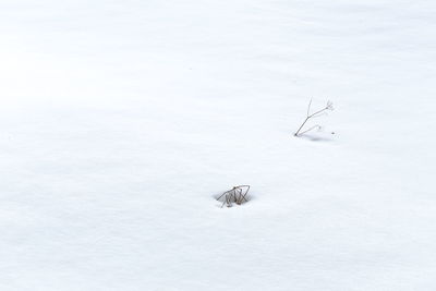 High angle view of birds on snow covered land