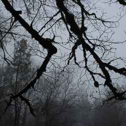 Low angle view of bare tree against sky