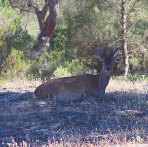 Deer in forest