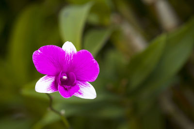 Close-up of purple flower blooming in garden