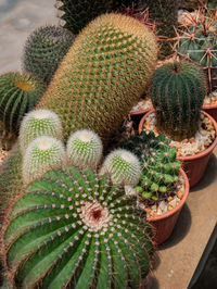 Photos of beautiful cactus in florist.