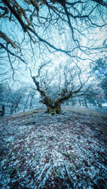 Bare trees on snow covered land