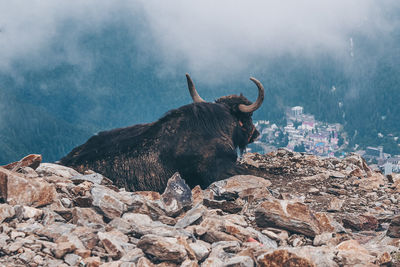 Yak in the mountains