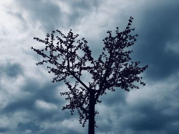 Low angle view of silhouette tree against sky