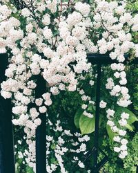 Close-up of white flowers