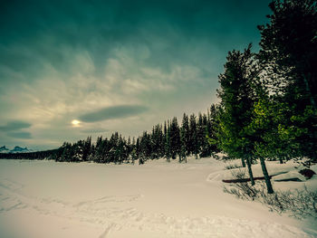 Trees on snow covered field against sky during sunset