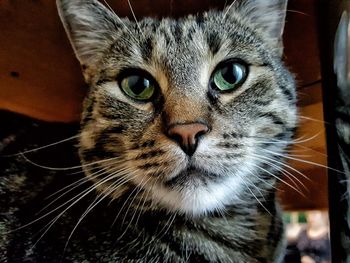 Close-up portrait of cat