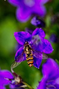 Close-up of bee pollinating on purple flower