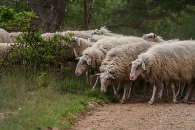 Sheep in a farm
