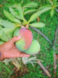 Close-up of hand holding strawberry