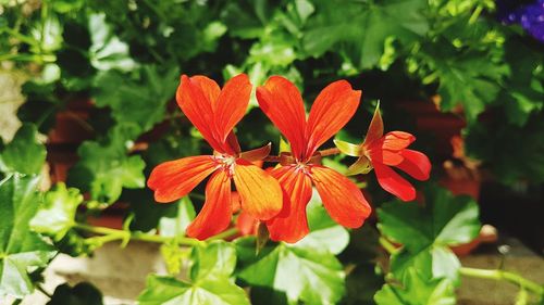 Close-up of orange flowering plant