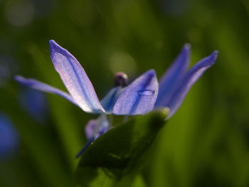 Close-up of purple flowering plant