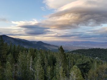 Scenic view of forest against sky