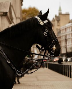 Close-up of horse in city