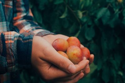 Cropped hands of man holding plums