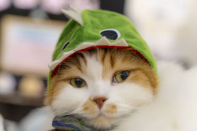 Portrait of cat looking up