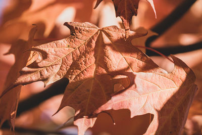 Colorful leaves of fall are vibrant background