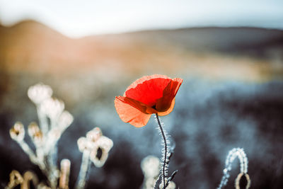 Close-up of red poppy flower