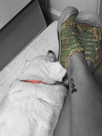 Side view of a dog resting