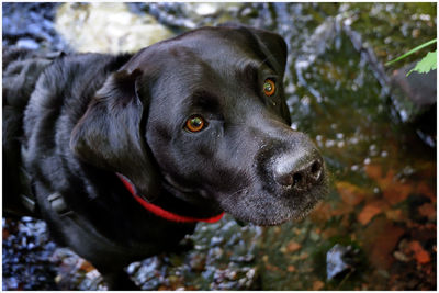 Close-up portrait of dog