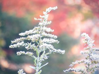 Close-up of frozen flowering plant during autumn frost