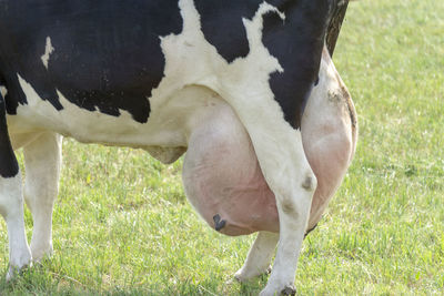 View of cow eating grass