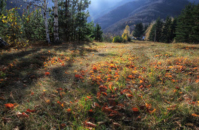 Scenic view of trees on field against sky