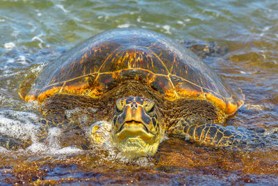 Close-up of turtle in sea