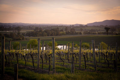 Scenic view of vineyard against sky during sunset