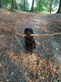 Portrait of dog on tree