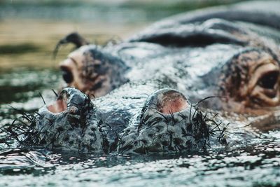 Close-up of hippo in water