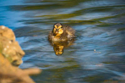 High angle view of a duck in lake