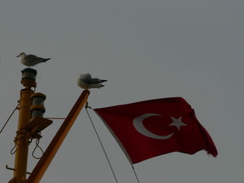 Low angle view of bird perching on pole against sky