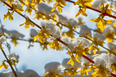 Low angle view of flowers growing on tree