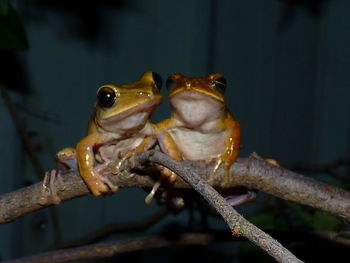 Close-up of lizard on branch