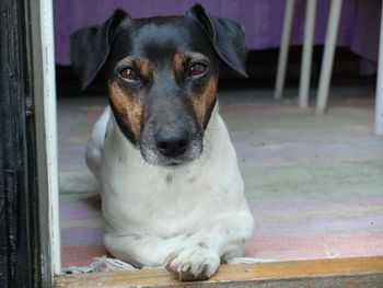 Close-up portrait of dog sitting