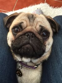 Close-up portrait of dog