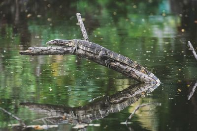 Close-up of alligator on wood over river