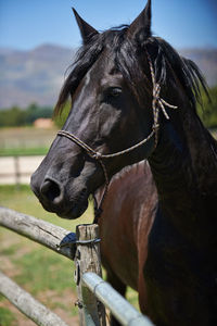 Close-up of horse on field