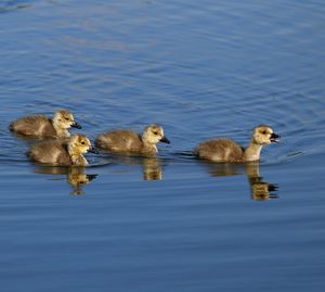 Ducks in a lake