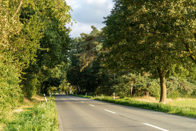 Road amidst trees and plants