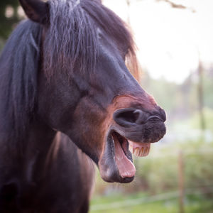 Close-up of horse