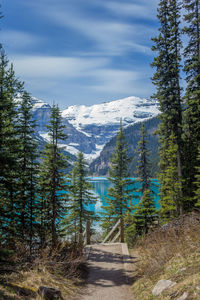 Scenic view of forest against sky