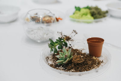 Close-up of potted plants on table