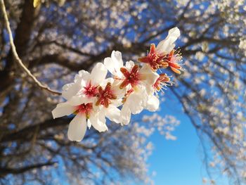 Low angle view of cherry blossoms in spring
